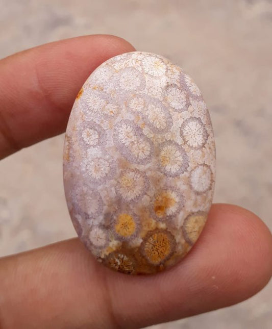 Natural Chrysanthemum Gemstone aka Agatized Coral Cabochon - 26x25mm