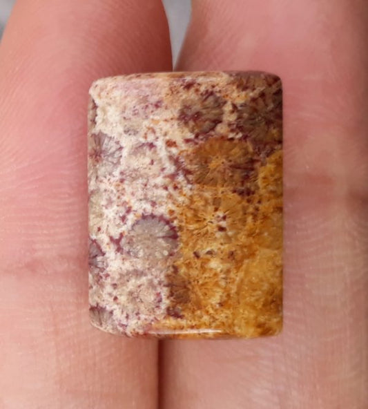 Natural Chrysanthemum Gemstone aka Agatized Coral - 13x18mm