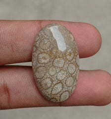 Natural Chrysanthemum Gemstone aka Agatized Coral Cabochon- 35x21x7mm