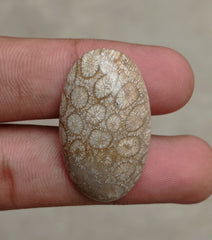 Natural Chrysanthemum Gemstone aka Agatized Coral Cabochon- 35x21x7mm