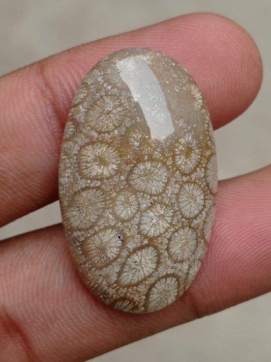 Natural Chrysanthemum Gemstone aka Agatized Coral Cabochon- 35x21x7mm