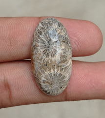 Natural Chrysanthemum Gemstone aka Agatized Coral Cabochon - 30x21x7mm