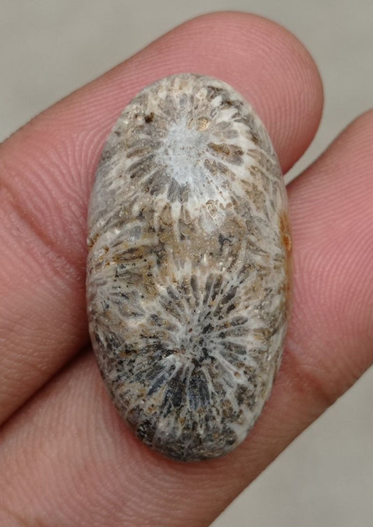 Natural Chrysanthemum Gemstone aka Agatized Coral Cabochon - 30x21x7mm