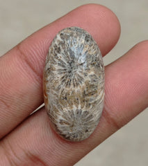 Natural Chrysanthemum Gemstone aka Agatized Coral Cabochon - 30x21x7mm