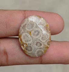 Natural Chrysanthemum Gemstone aka Agatized Coral Cabochon- 32x17x8mm