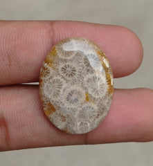 Natural Chrysanthemum Gemstone aka Agatized Coral Cabochon- 32x17x8mm