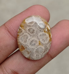 Natural Chrysanthemum Gemstone aka Agatized Coral Cabochon- 32x17x8mm