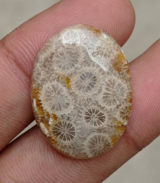 Natural Chrysanthemum Gemstone aka Agatized Coral Cabochon- 32x17x8mm
