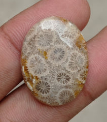 Natural Chrysanthemum Gemstone aka Agatized Coral Cabochon- 32x17x8mm