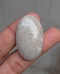 Natural Chrysanthemum Gemstone aka Agatized Coral Cabochon - 39x24x7mm