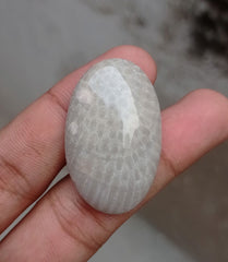 Natural Chrysanthemum Gemstone aka Agatized Coral Cabochon - 39x24x7mm