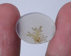 8.7ct Natural Dendritic Agate - Shajri Aqeeq - Dimension-16x12mm