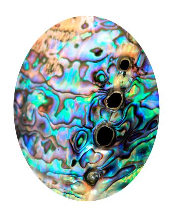 Abalone Shell