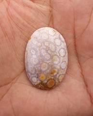 Natural Chrysanthemum Gemstone aka Agatized Coral Cabochon - 26x25mm