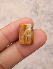 Natural Chrysanthemum Gemstone aka Agatized Coral - 13x18mm