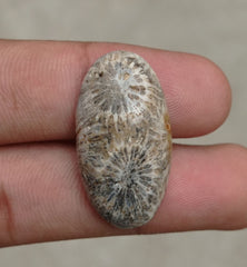 Natural Chrysanthemum Gemstone aka Agatized Coral Cabochon - 30x21x7mm