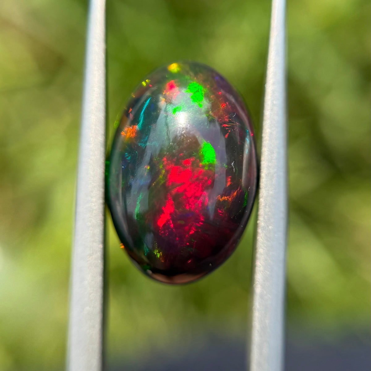 Opal gemstone held between tweezers with a blurred green background
